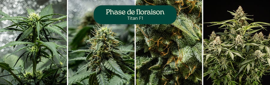 Collage de quatre images montrant la souche de cannabis Titan F1 en pleine phase de floraison