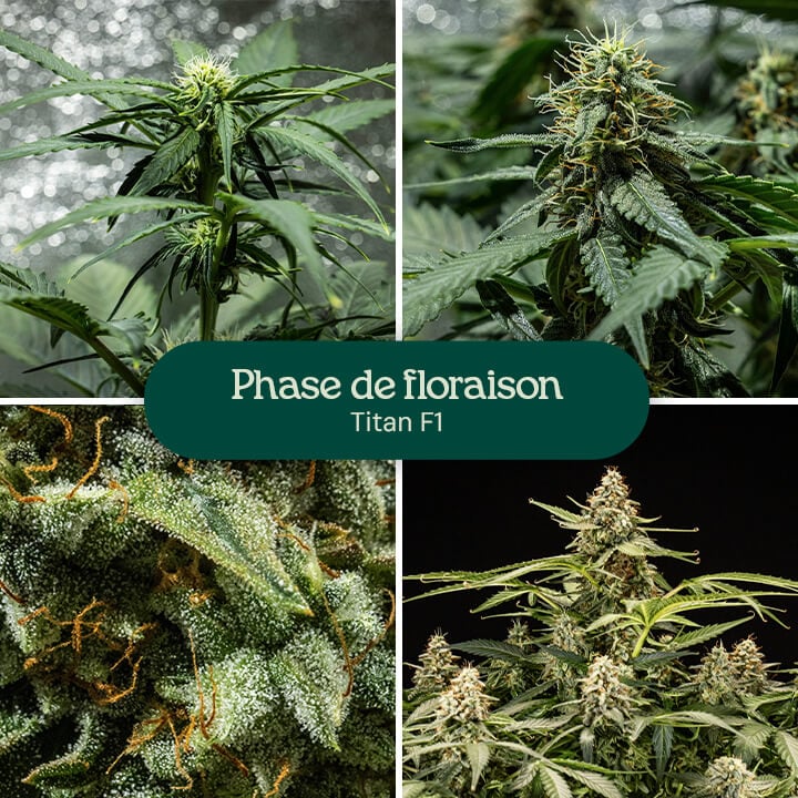 Collage de quatre images montrant la souche de cannabis Titan F1 en pleine phase de floraison