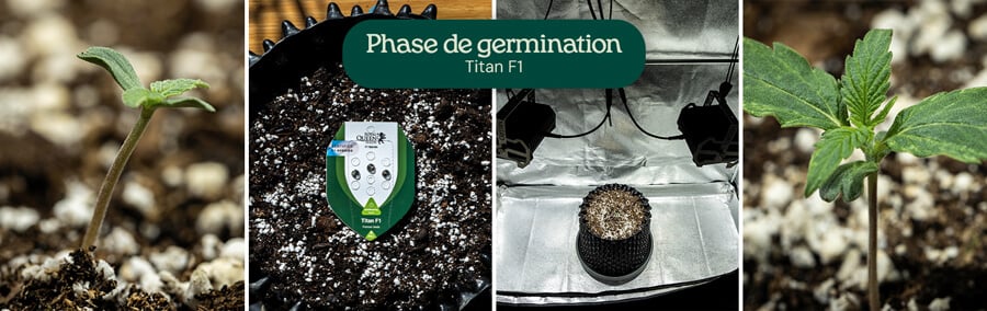 Collage de quatre images montrant la germination de la souche de cannabis Titan F1, de la graine à la jeune pousse, mettant en évidence les étapes de croissance dans le sol avec arrosage.n