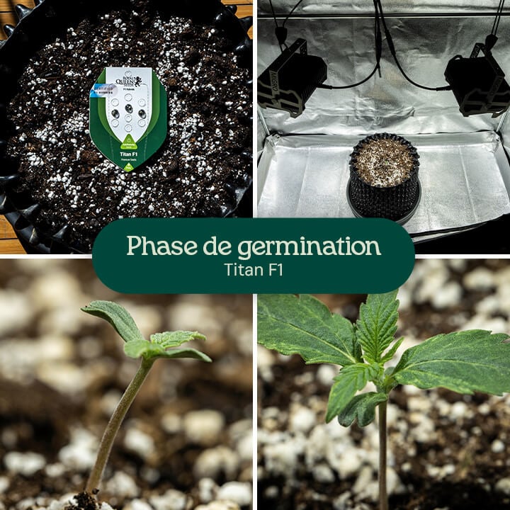 Collage de quatre images montrant la germination de la souche de cannabis Titan F1, de la graine à la jeune pousse, mettant en évidence les étapes de croissance dans le sol avec arrosage.