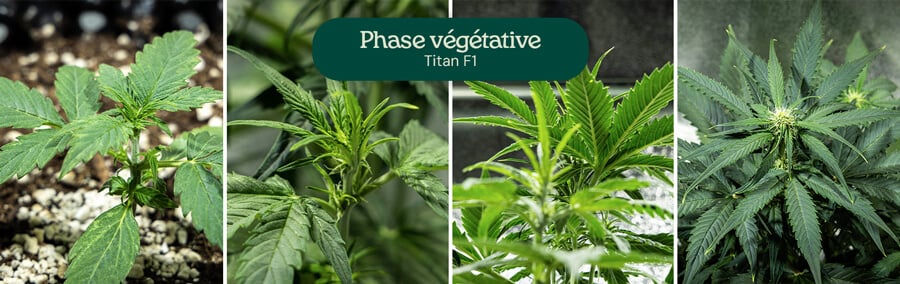 Collage de quatre images montrant la souche de cannabis Titan F1 dans la phase végétative, de la jeune pousse à la plante jeune. La plante de cannabis pousse dans des pots remplis de terre, avec un arrosage visible et des feuilles vertes saines.