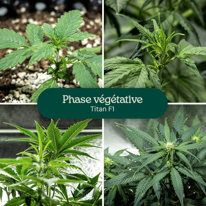 Collage de quatre images montrant la souche de cannabis Titan F1 dans la phase végétative, de la jeune pousse à la plante jeune. La plante de cannabis pousse dans des pots remplis de terre, avec un arrosage visible et des feuilles vertes saines.