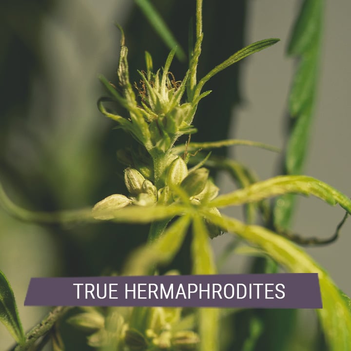 Comprendre Le Cannabis Mâle Femelle Et Hermaphrodite Rqs Blog 