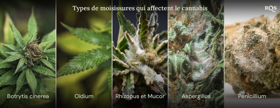 Un collage d'images montrant différents types de moisissure pouvant affecter les plantes de cannabis. Les types de moisissure montrés sont Botrytis cinerea, mildiou, Rhizopus et Mucor, Aspergillus et Penicillium.