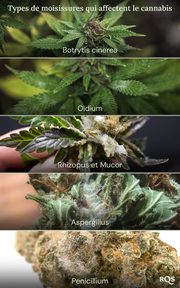 Un collage d'images montrant différents types de moisissure pouvant affecter les plantes de cannabis. Les types de moisissure montrés sont Botrytis cinerea, mildiou, Rhizopus et Mucor, Aspergillus et Penicillium.