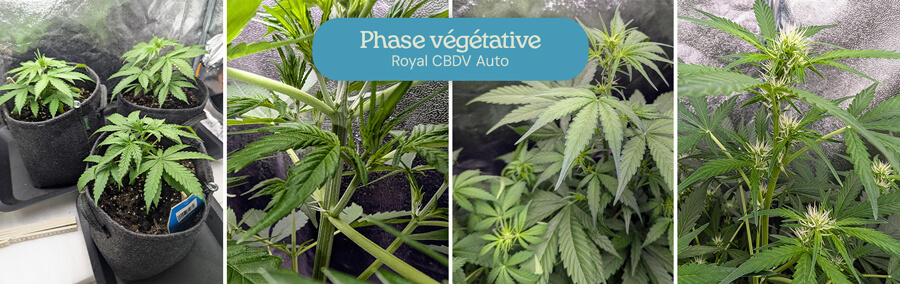 Un collage montrant les stades de croissance d'une plante de cannabis Royal CBDV Auto pendant la phase végétative, des petites plantules aux plantes plus grandes avec des branches et des feuilles développées.