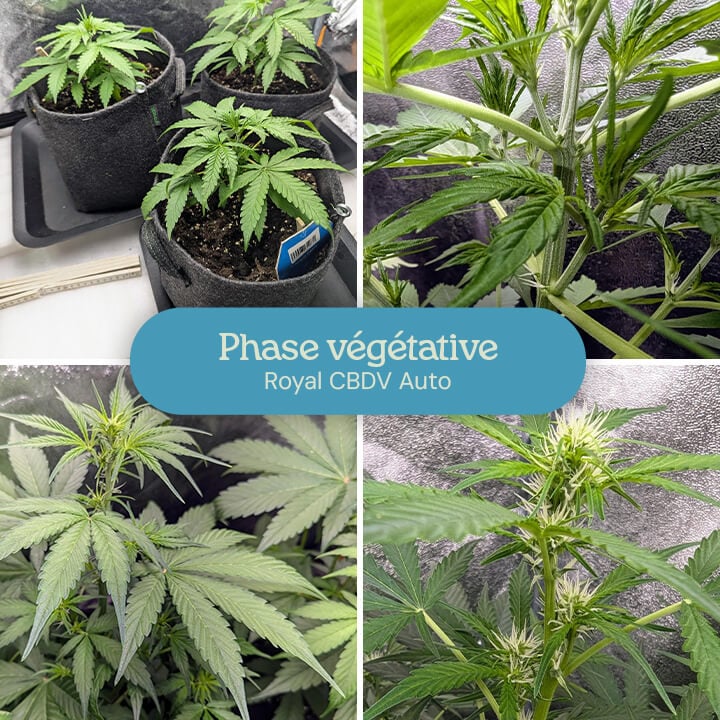 Un collage montrant les stades de croissance d'une plante de cannabis Royal CBDV Auto pendant la phase végétative, des petites plantules aux plantes plus grandes avec des branches et des feuilles développées.