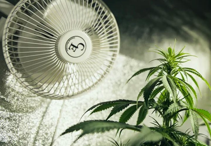 Ventilation et Extracteurs d'air pour la chambre de culture du Cannabis