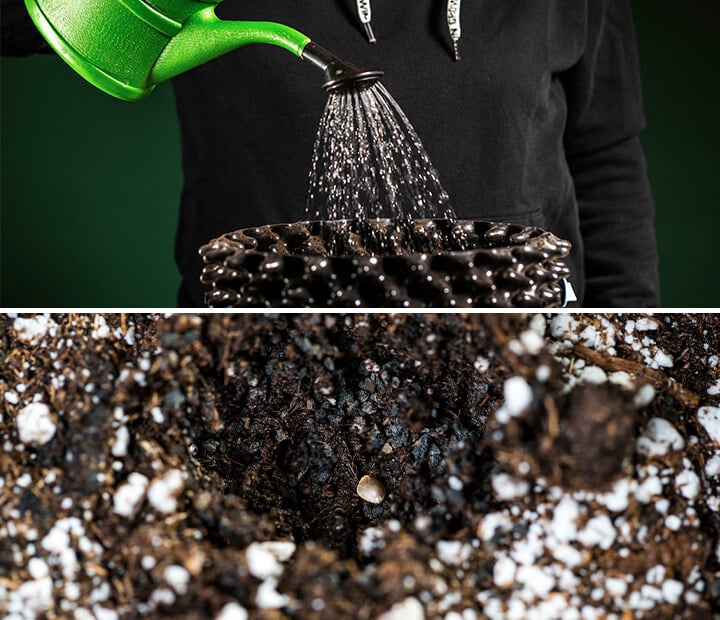 Image d'une personne arrosant des jeunes plants de cannabis avec un petit arrosoir, illustrant la technique appropriée pour hydrater les jeunes plantes. Les semis se trouvent dans de petits pots avec de la terre humide, soulignant l'importance de surveiller le dessèchement du sol avant d'arroser.