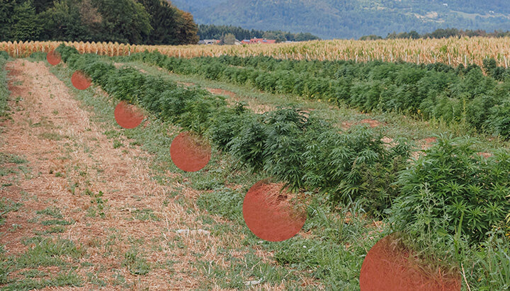 Rangées de plants de cannabis poussant dans un champ ouvert, avec des parcelles de sol nu visibles entre eux. Collines et arbres en arrière-plan.