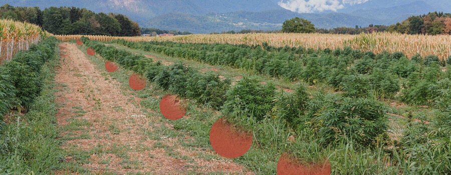 Rangées de plants de cannabis poussant dans un champ ouvert, avec des parcelles de sol nu visibles entre eux. Collines et arbres en arrière-plan.