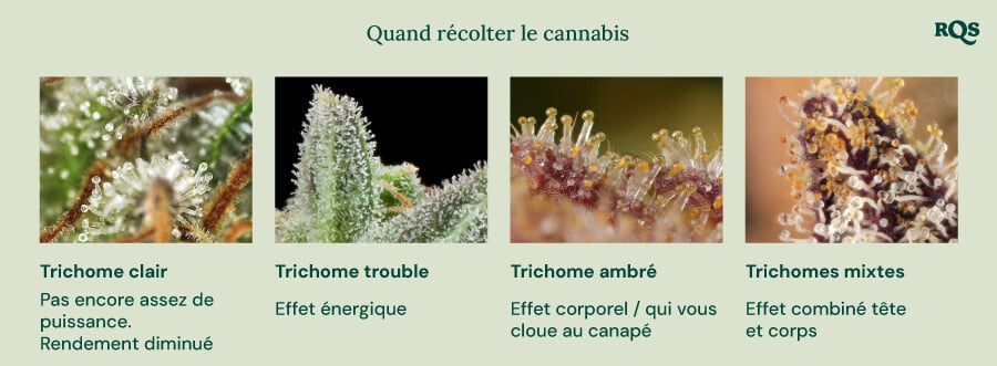 Un guide visuel pour la récolte du cannabis basé sur la couleur des trichomes. Il montre quatre stades : trichomes clairs (pas assez puissants), trichomes laiteux (effet énergétique), trichomes ambrés (effet corporel/assommant) et trichomes mixtes (effet équilibré corps et tête).