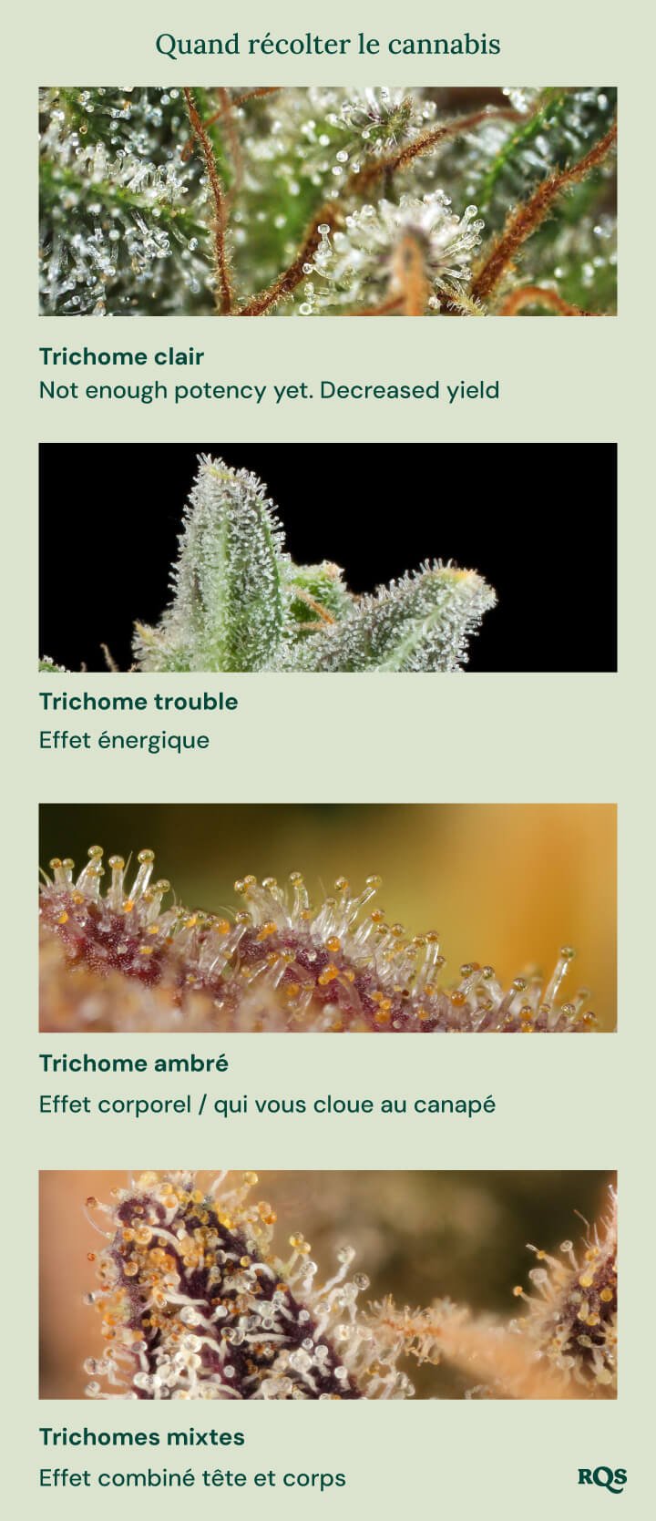 Un guide visuel pour la récolte du cannabis basé sur la couleur des trichomes. Il montre quatre stades : trichomes clairs (pas assez puissants), trichomes laiteux (effet énergétique), trichomes ambrés (effet corporel/assommant) et trichomes mixtes (effet équilibré corps et tête).