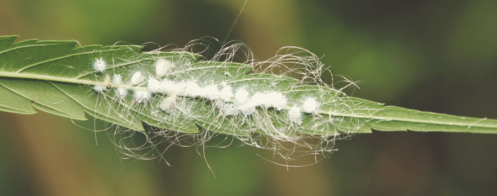 Avis et commentaires de Piège à Insectes BIO - Soins des plantes/Insecticide  - Terre Hydro Culture