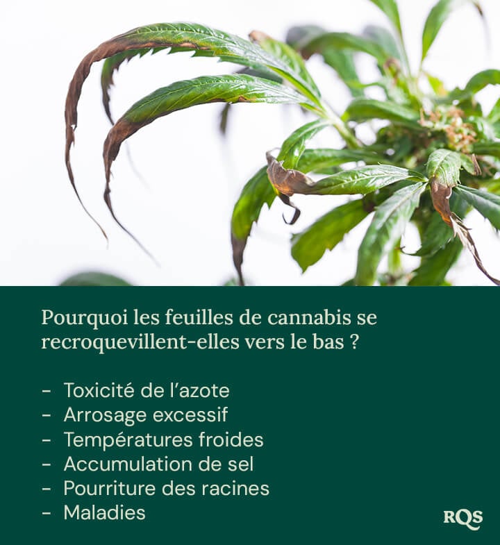 Plante stressée avec des feuilles enroulées vers le bas et décolorées. Causes possibles : arrosage excessif, carences en nutriments ou températures froides.