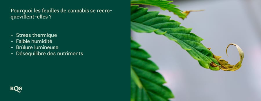 Feuille de plante verte aux bords recourbés et taches brunes. Causes possibles : stress thermique, faible humidité, brûlure lumineuse, déséquilibre des nutriments.