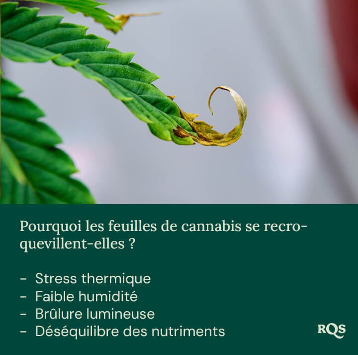 Feuille de plante verte aux bords recourbés et taches brunes. Causes possibles : stress thermique, faible humidité, brûlure lumineuse, déséquilibre des nutriments.