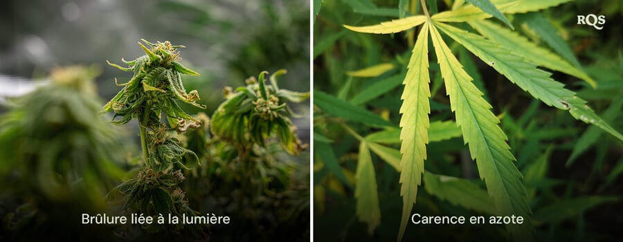 Un collage de dos plantas de cannabis mostrando 