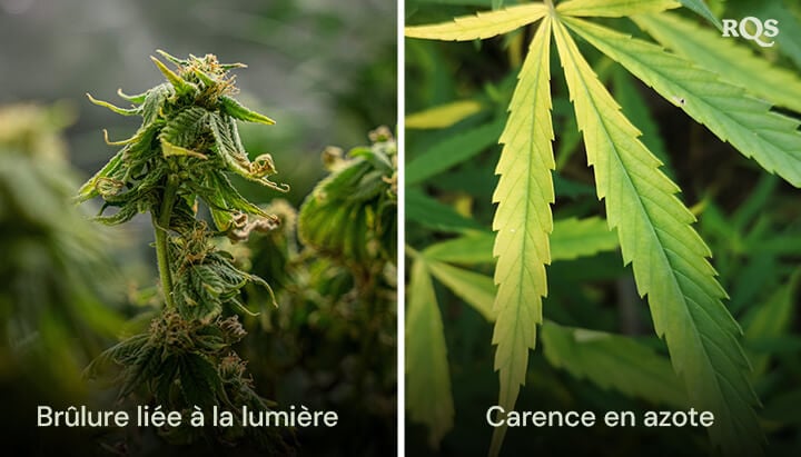 Un collage de dos plantas de cannabis mostrando 