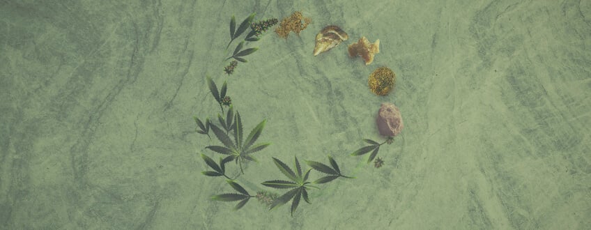 Graines de cannabis : Un aliment hors du commun
