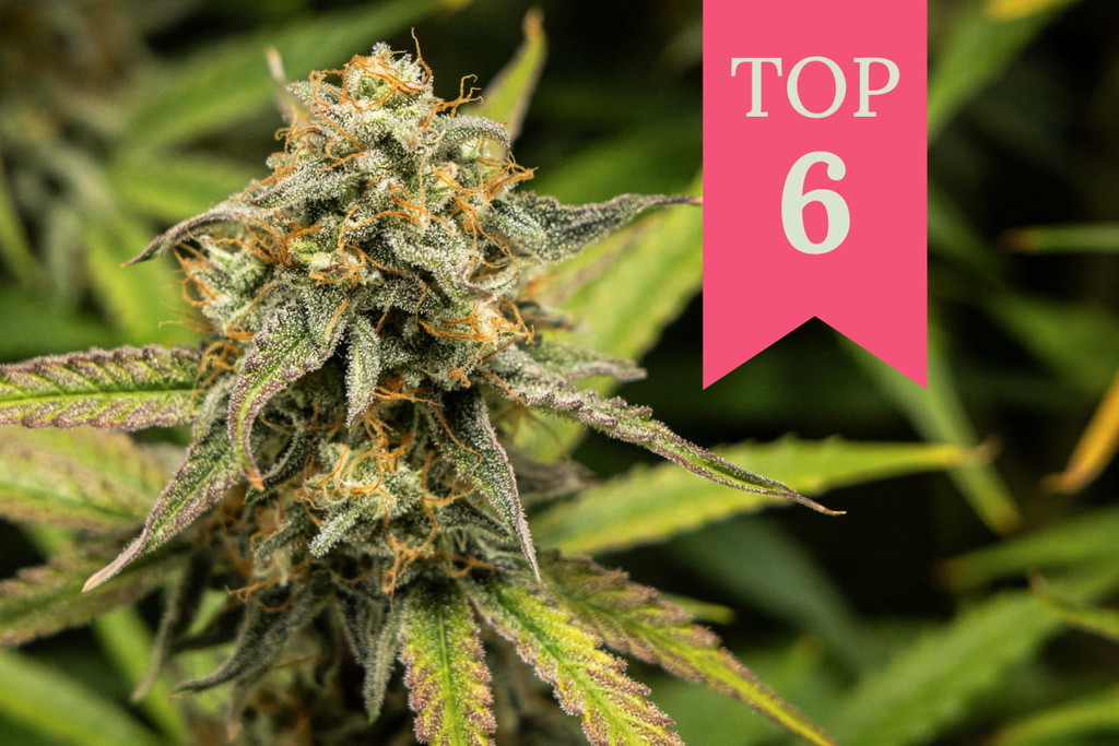 Top 6 des variétés de cannabis pour combatre l'ennui