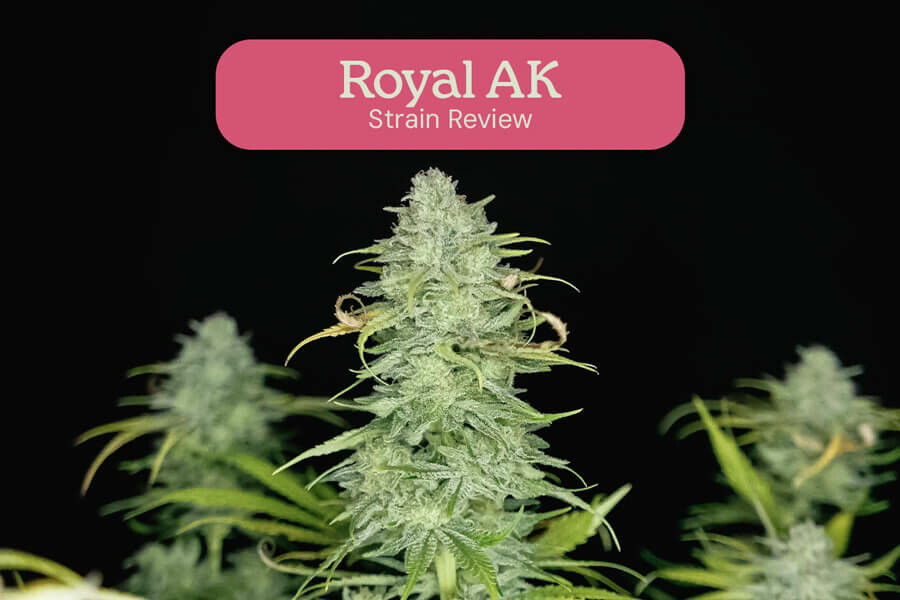 Évaluation de variété Royal AK