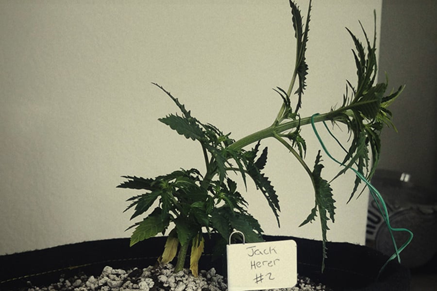 8 erreurs à éviter lors de la culture du cannabis en hydroponie