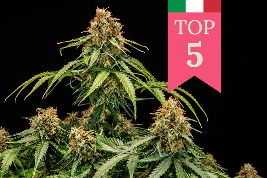 Top 5 des variétés populaires en Italie