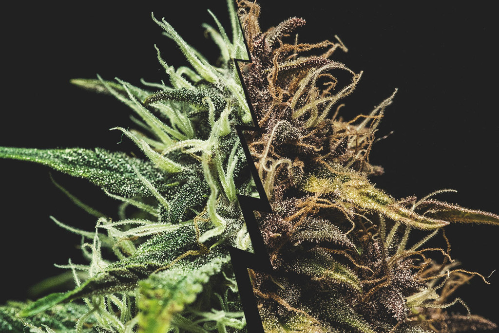 Trichomes du cannabis - Photos et données de maturation - Pevgrow