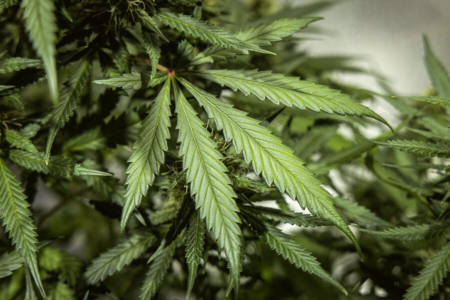 Combien de feuilles peut-on trouver sur un plant de cannabis ?