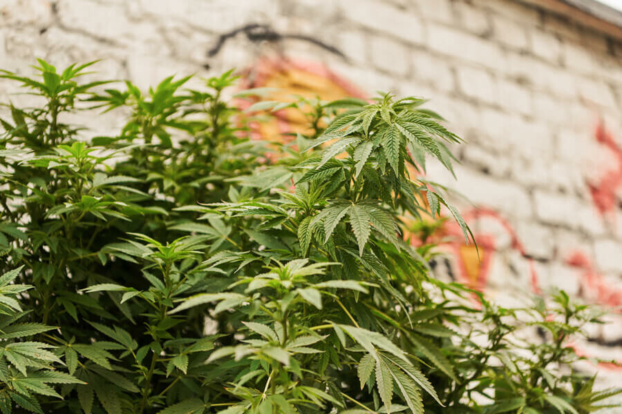 Les endroits les plus créatifs pour cultiver du cannabis
