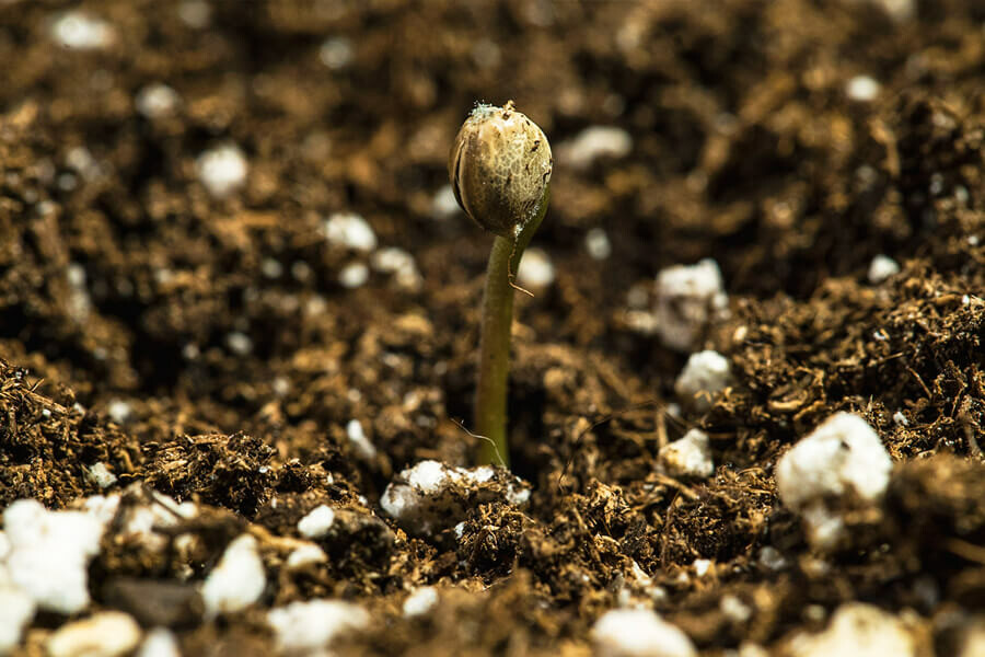 Comment faire germer de vieilles graines de cannabis