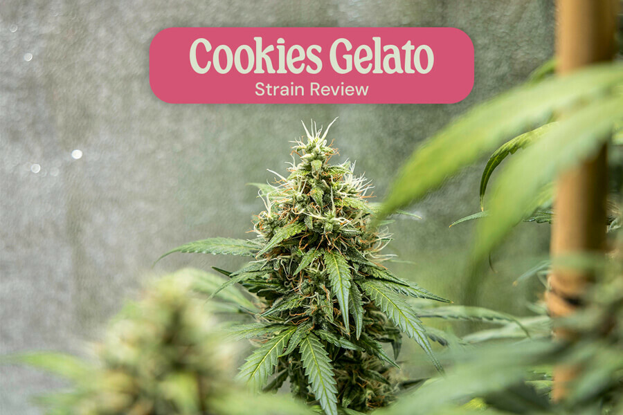 Évaluation de variété Cookies Gelato