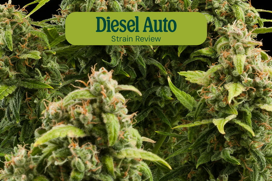 Évaluation de la variété Diesel Auto