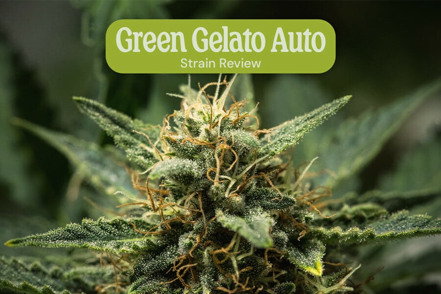 Évaluation de variété Green Gelato Auto