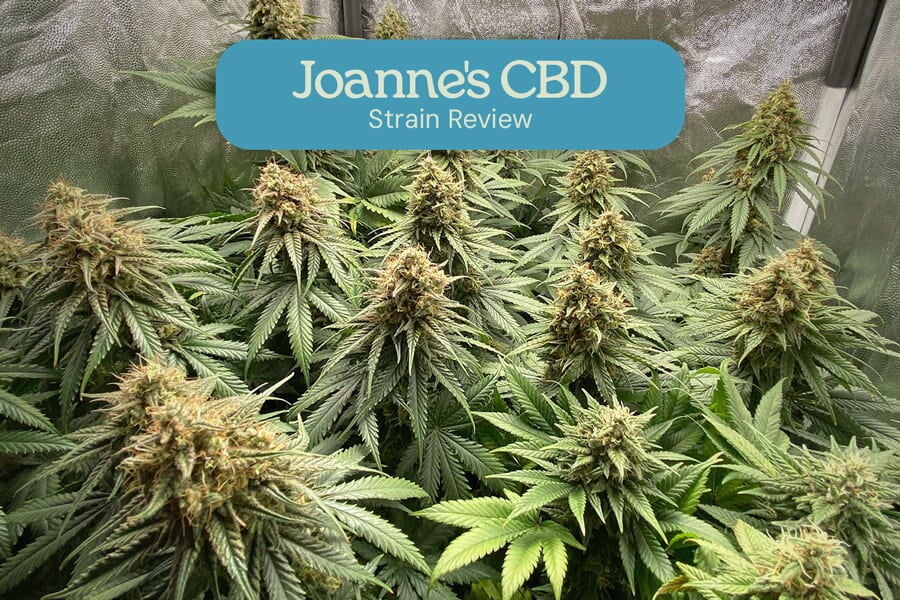 Évaluation de variété Joanne's CBD