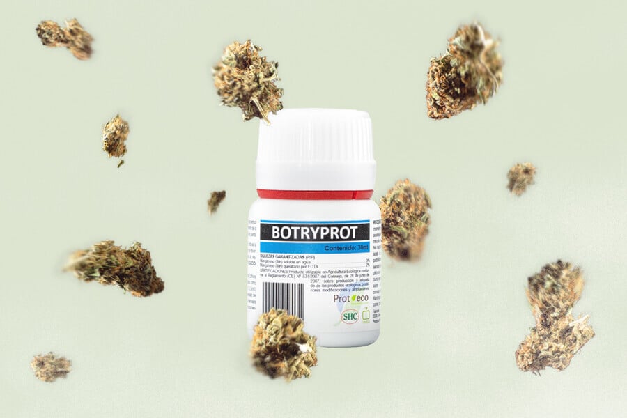 Botrytis (pourriture des têtes) : comment prévenir cet agent pathogène du cannabis ?