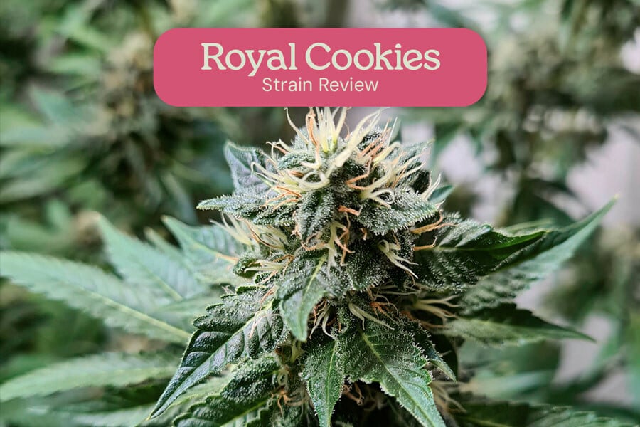 Évaluation de variété Royal Cookies 