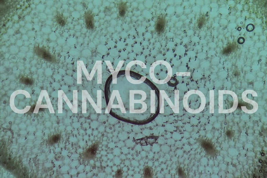 Mycocannabinoïdes : Les champignons peuvent-ils cibler le système endocannabinoïde ?