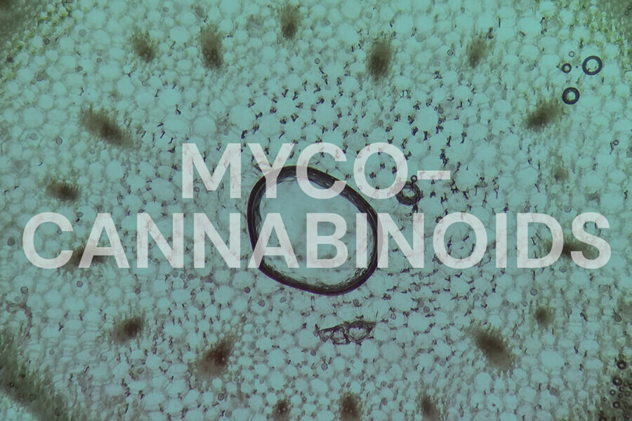 Mycocannabinoïdes : Les champignons peuvent-ils cibler le système endocannabinoïde ?