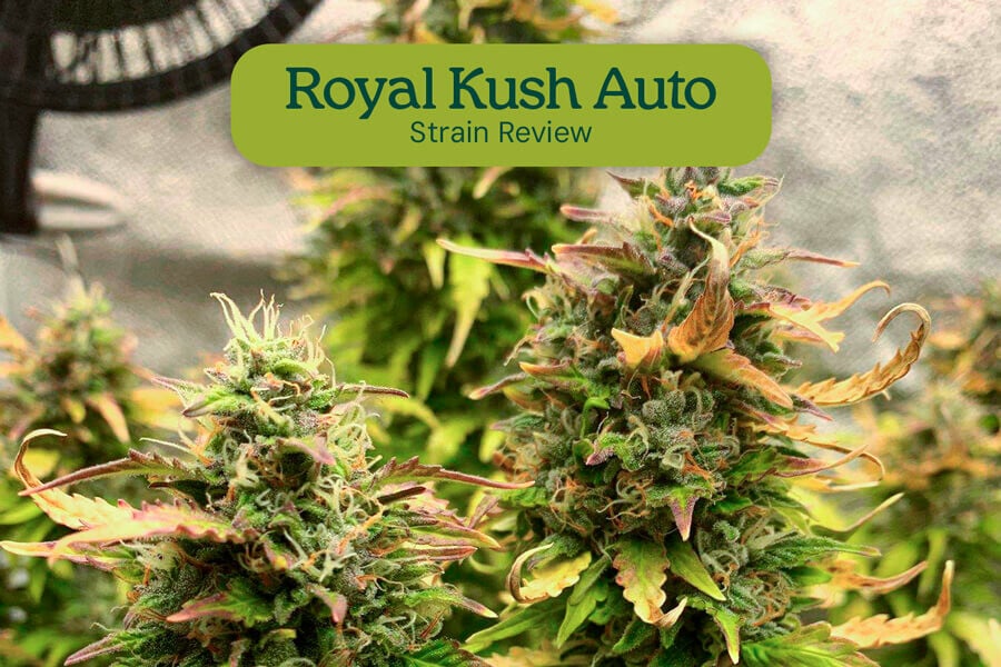 Évaluation de variété Royal Kush Auto