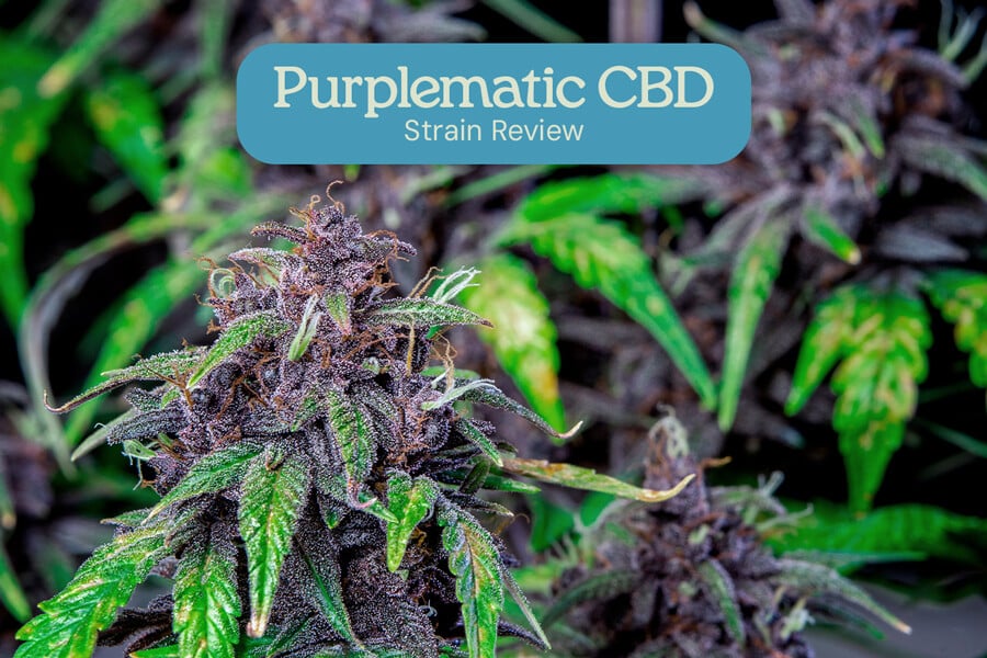 Évaluation de variété Purplematic CBD 