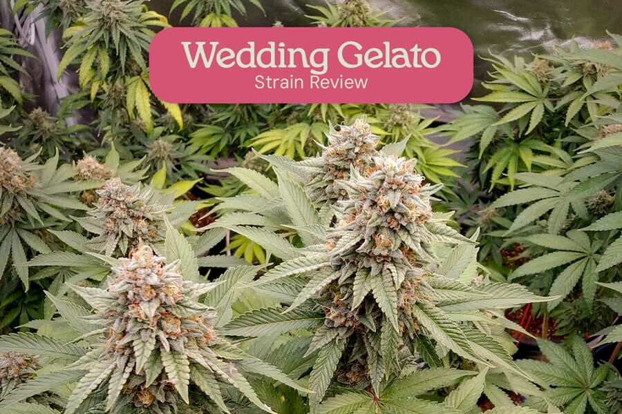 Évaluation de variété Wedding Gelato