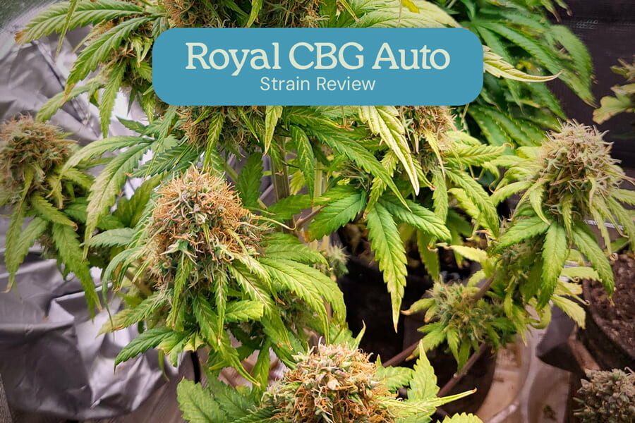 Évaluation de la variété Royal CBG Auto