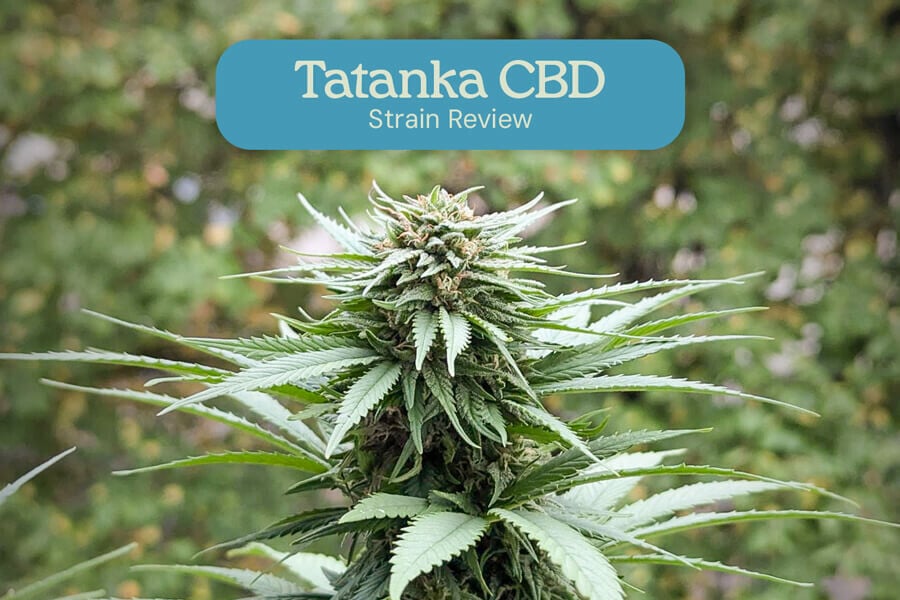 Évaluation de variété Tatanka Pure CBD