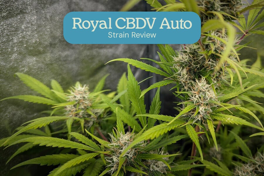 Évaluation de variété Royal CBDV Auto