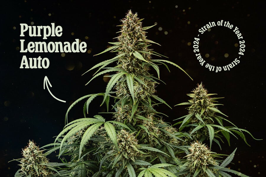 Purple Lemonade Auto : Variété de l'année 2024 pour Royal Queen Seeds