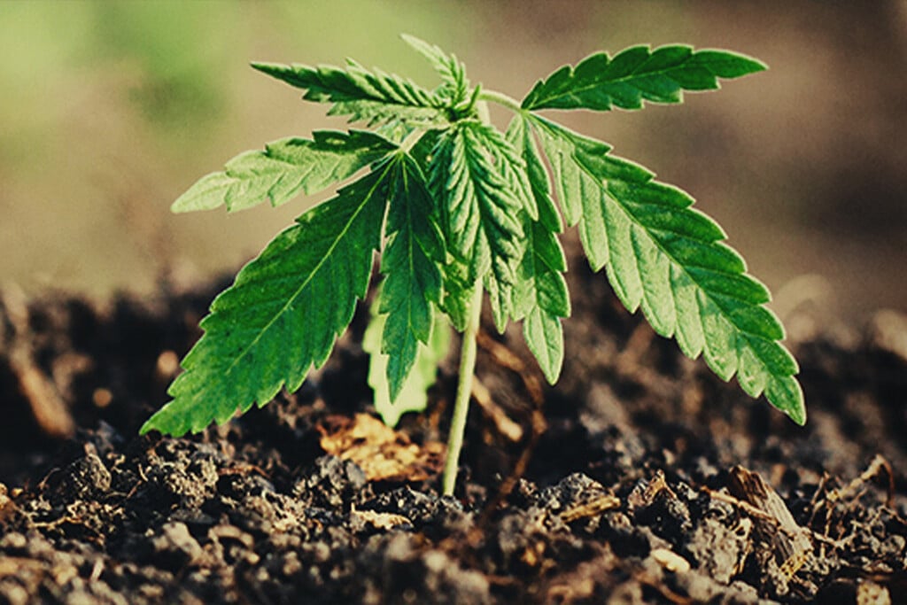 Dry Farming et cannabis : Le guide pour une culture durable et économe en eau