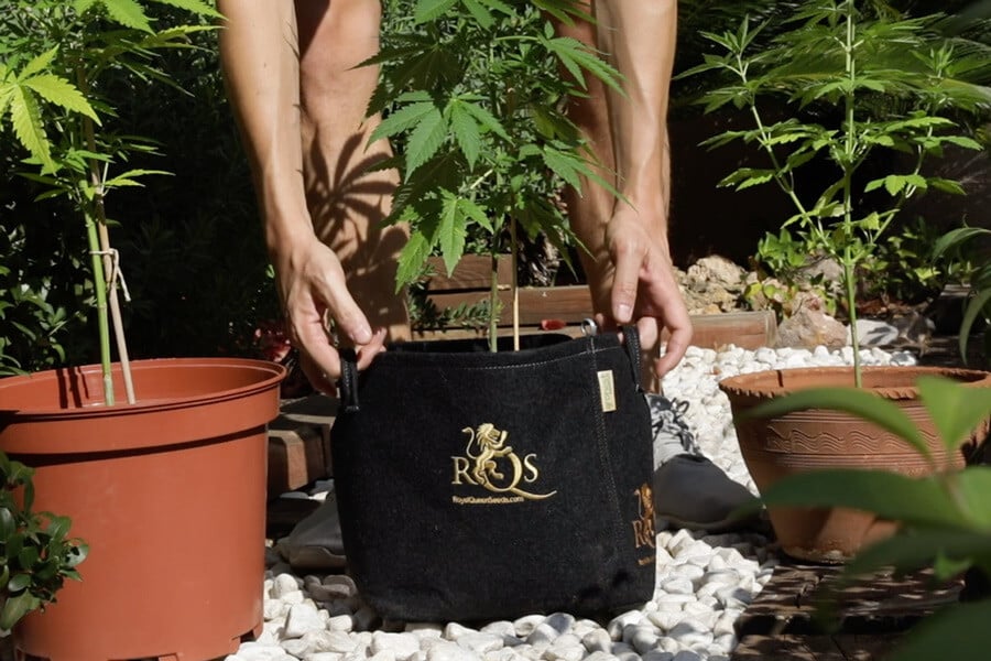 Les meilleurs types de pots pour cultiver du cannabis