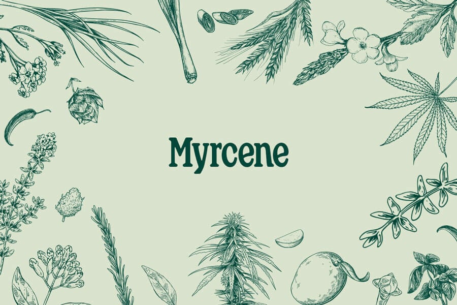 Myrcène : un terpène stone qui détend avec un gros potentiel